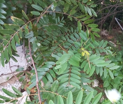 Senna siamea
