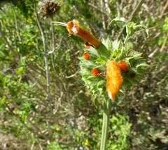 Leonotis ocymifolia