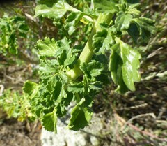 Leonotis ocymifolia