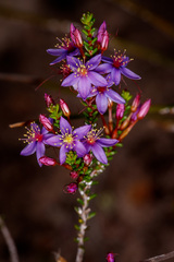 Calytrix