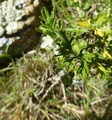 Teucrium africanum