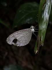 Leptosia nina