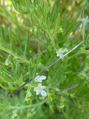Teucrium africanum