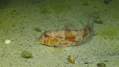 Mullus barbatus