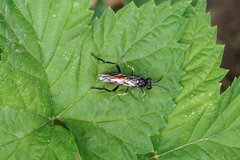 Macrophya militaris