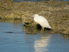 Egretta sacra
