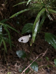 Leptosia nina