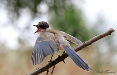 Cyanopica cooki