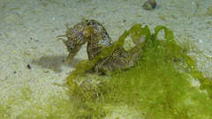 Hippocampus guttulatus