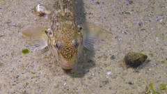 Neogobius melanostomus