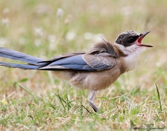Cyanopica cooki