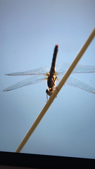 Sympetrum