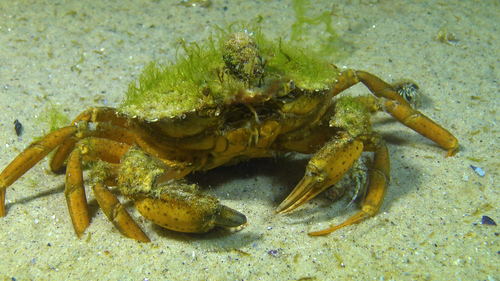 Photo of Mediterranean green crab (Carcinus aestuarii)
