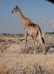 Giraffa camelopardalis angolensis