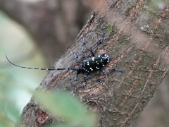 Anoplophora chinensis