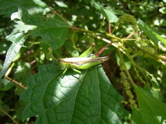 Oxya japonica