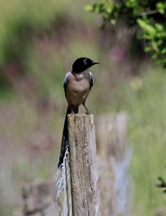 Cyanopica cooki