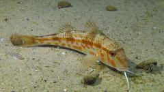 Mullus barbatus
