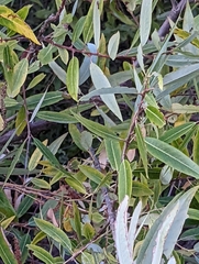 Salix lasiolepis