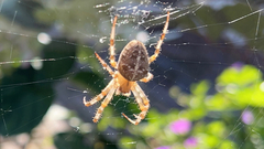 Araneus diadematus