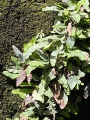 Asplenium scolopendrium