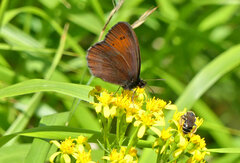 Solidago virgaurea