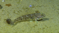 Gobius niger