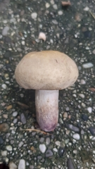 Russula violeipes