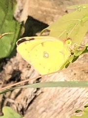 Colias croceus