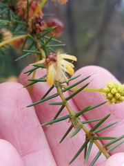 Acacia echinula