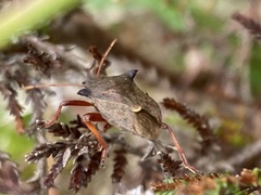 Picromerus bidens