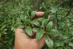 Rhododendron dauricum