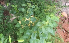 Acalypha indica
