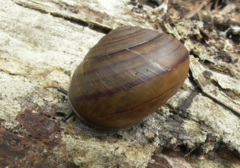 Sphaerospira fraseri