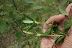 Rhododendron dauricum