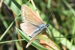 Polyommatus icarus