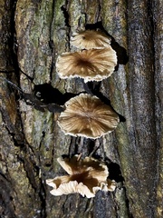 Gymnopus brassicolens