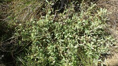 Hermannia lavandulifolia