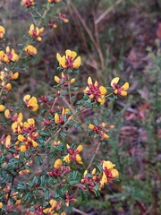 Pultenaea scabra