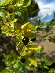 Chrysojasminum fruticans