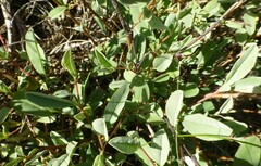 Hermannia lavandulifolia