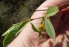 Hermannia lavandulifolia