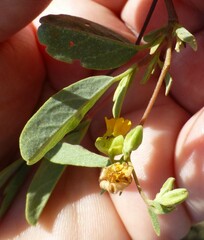 Hermannia lavandulifolia