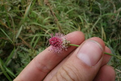 Sanguisorba