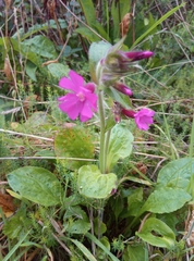 Silene dioica