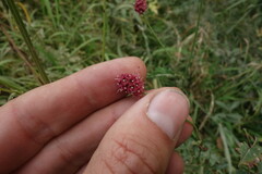 Sanguisorba