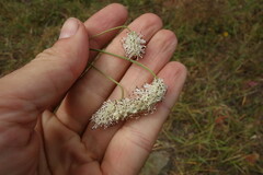Sanguisorba tenuifolia