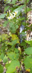 Eurybia divaricata