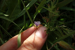 Erodium stephanianum