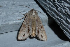 Ichneutica ustistriga
